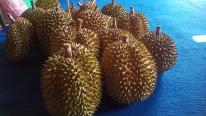 durian malang klayatan