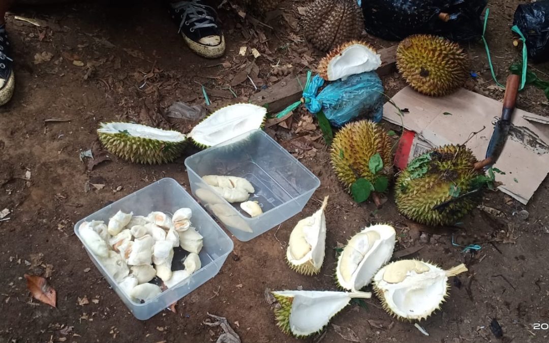 jual durian di malang