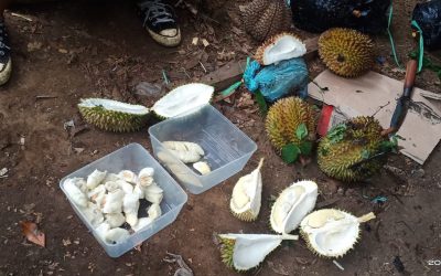 Jual Durian di Malang