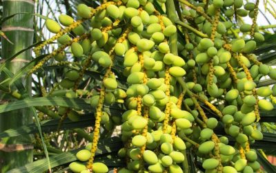 Manfaat Kurma Muda Hijau untuk Kesuburan